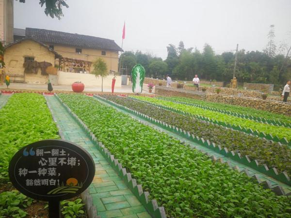 衢州農民建“一米菜園”5畝地巧賺20萬,如何規劃成亮點,不簡單 衢州農民建“一米菜園”5畝地巧賺20萬,如何規劃成亮點,不簡單