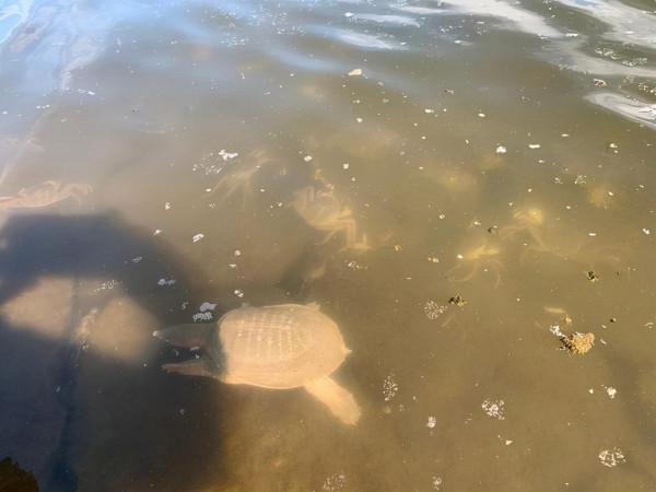 江蘇釣友河邊釣魚，忽然來了幾波人放生大閘蟹，釣友：我釣了幾隻