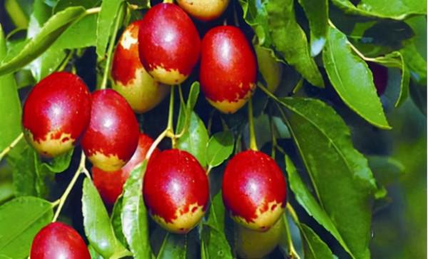 河北西柏坡特產有哪些