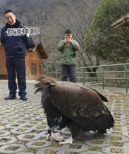 四川一受傷禿鷲獲救後賴著不走 網友：想混編制？