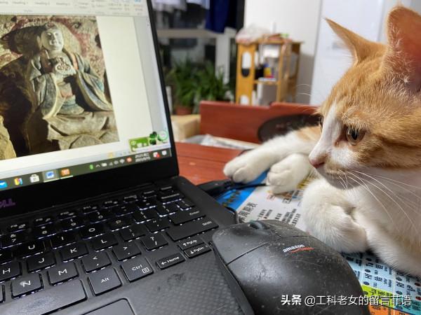 一隻想努力提高文化底蘊的貓