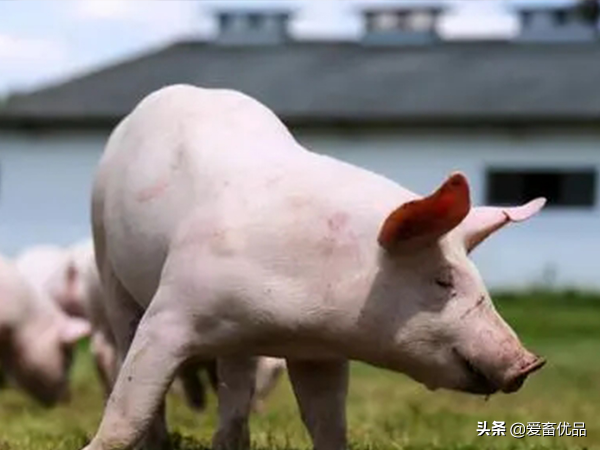 豬打架怎麼處理？這些方法超級簡單，有經驗的養豬人都知道