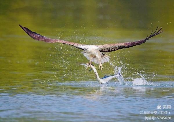 鳥類空中的戰鬥機&mdash;&mdash;白腹海雕
