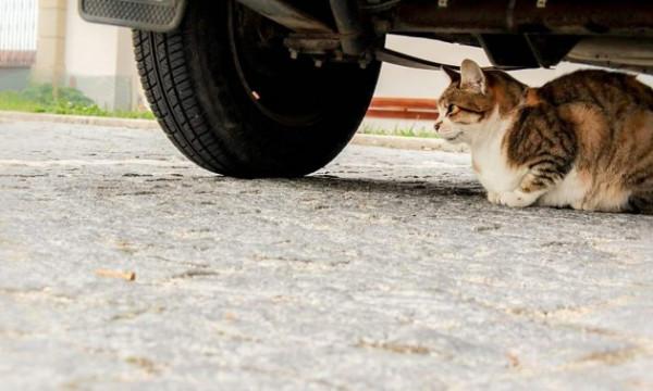 天冷小心車底&OpenCurlyDoubleQuote;躲貓貓&rdquo;