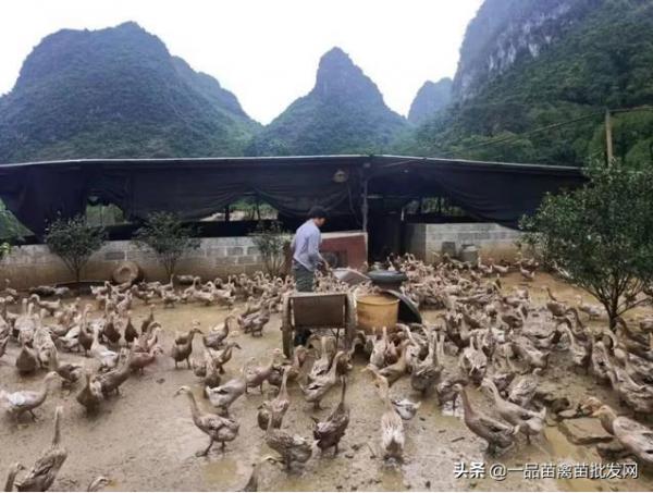 養了一批“包回收”的鴨子，我要用6年時間來“填坑”