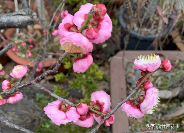 7款真正的耐寒花,冬天露養凍不死,下雪天也能變美開花 7款真正的耐寒花,冬天露養凍不死,下雪天也能變美開花