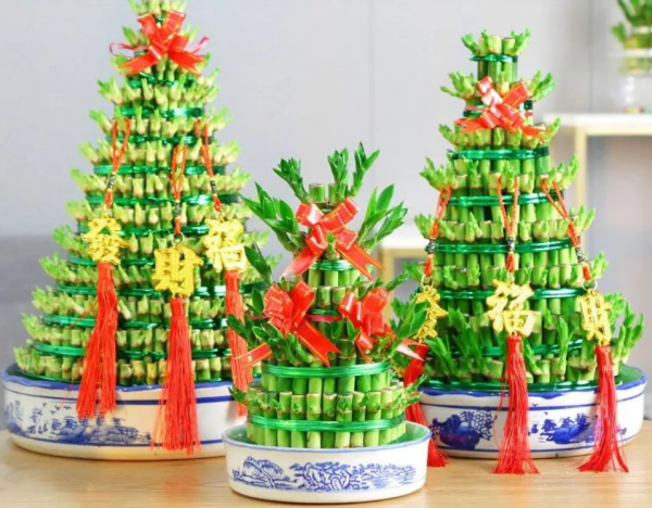 喜歡種植竹子,不用愁沒院子,將這3樣盆栽,輕鬆打造出雅緻盆景 喜歡種植竹子,不用愁沒院子,將這3樣盆栽,輕鬆打造出雅緻盆景