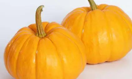 種植南瓜不結瓜怎麼辦?老瓜農教你幾招,南瓜一茬一茬結滿藤 種植南瓜不結瓜怎麼辦?老瓜農教你幾招,南瓜一茬一茬結滿藤