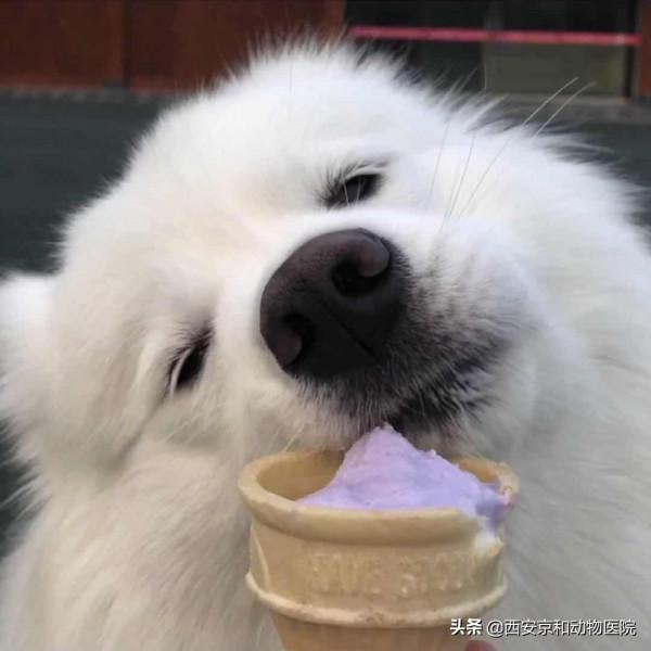 站住!不許動,把你家萌寵照片交出來 站住!不許動,把你家萌寵照片交出來