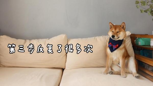 不敢信！我居然教會了自家柴犬“說”人話