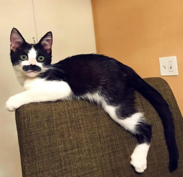 因為長了嘴一字胡，奶牛貓無人領養，卻因禍得福成了網紅