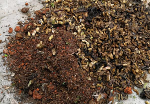 養花想根系好，配土&OpenCurlyDoubleQuote;顆粒&rdquo;不能少，這4種隨處可見，而且不花錢