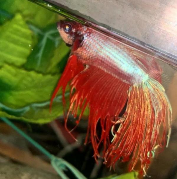 外國妹子救回一條顏色慘白的瀕死鬥魚，兩週後，奇蹟發生