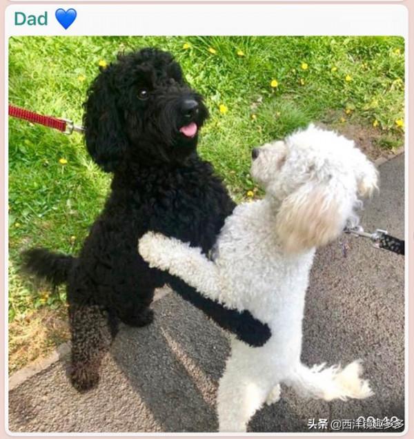 久別重逢你好嗎？英國兩隻小狗見面就擁抱，竟然是一對兄妹