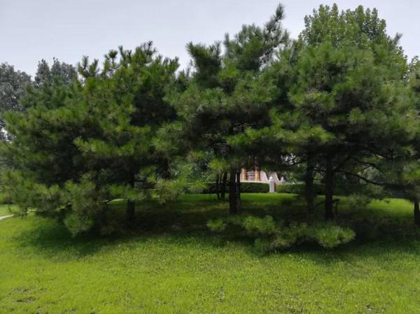 打卡京都:烈日下的朝陽公園 打卡京都:烈日下的朝陽公園