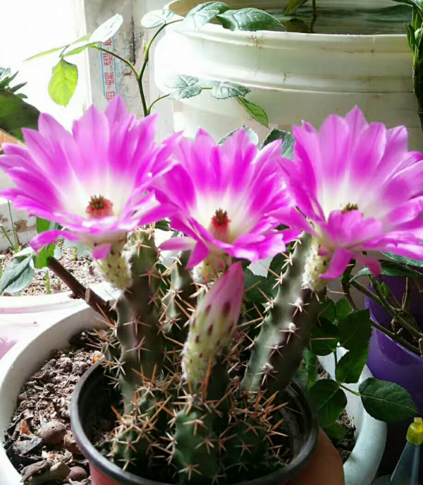 養不好花的罪魁禍首：積水爛根，5招讓你擺脫養花難問題