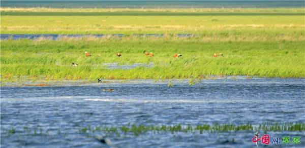 帶你的心靈去遠方！雲遊“醉美天堂”額侖草原（純美組圖）