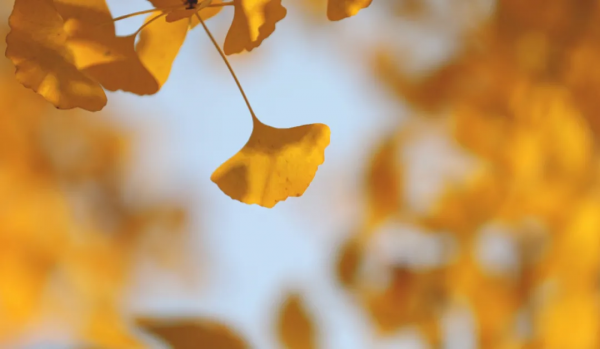 詩詞丨每個想家的人，心裡都有一首詩