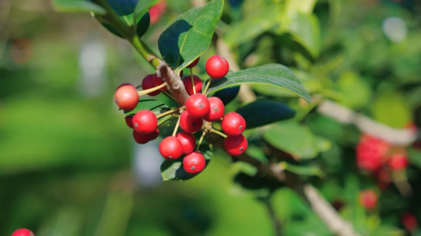 太倉的冬天，“果”然美麗