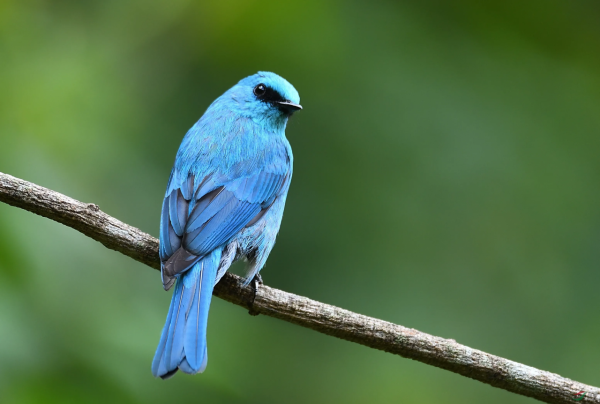 珍稀鳥兒60種，喜歡的來看了