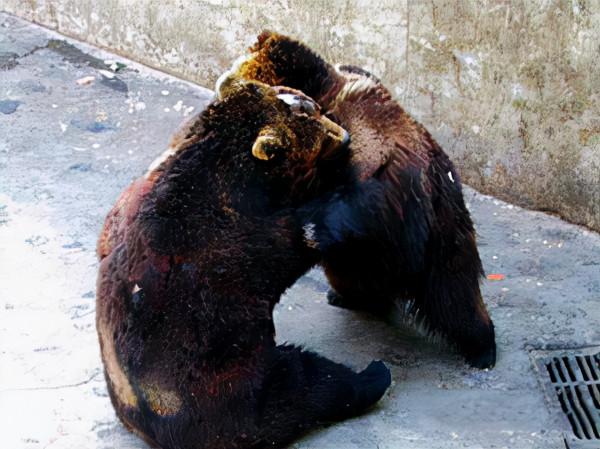 19年前北京“硫酸傷熊事件”的清華大學生,從天之驕子到學校之恥 19年前北京“硫酸傷熊事件”的清華大學生,從天之驕子到學校之恥