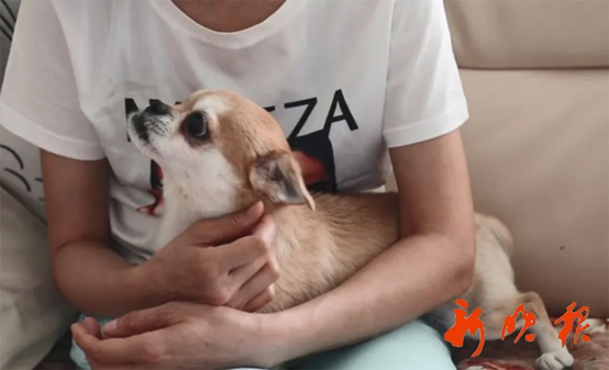 人狗奇緣,被埋4天后竟爬3.5公里回“家”,善待生命 人狗奇緣,被埋4天后竟爬3.5公里回“家”,善待生命