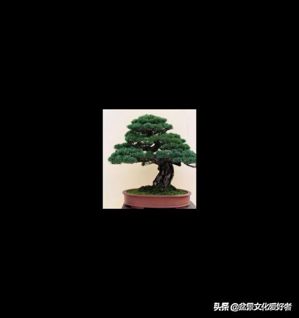 盆景製作口訣（建議收藏）