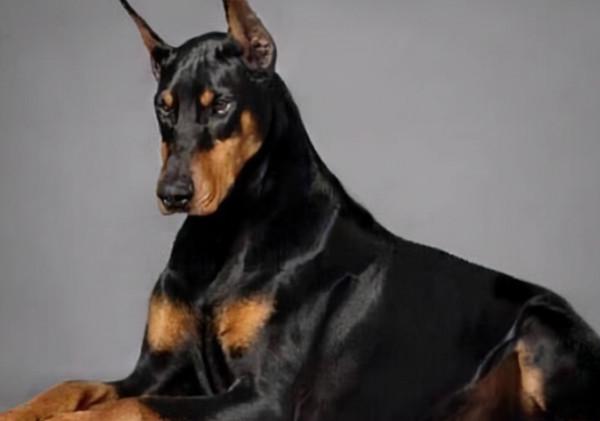 “好養活”的4種狗，原來它也上榜了，生存力確實不一般呀