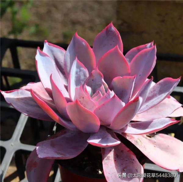 9種口碑非常好的多肉,易養護,出狀態又仙又美 9種口碑非常好的多肉,易養護,出狀態又仙又美