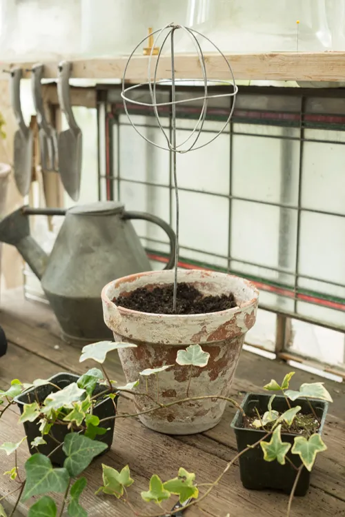 簡單3步就能打造常春藤棒棒糖 簡單3步就能打造常春藤棒棒糖