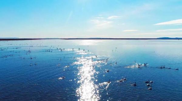 達裡湖觀鳥季 | 天鵝在等你