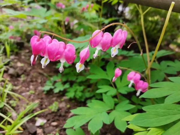 家裡別隻養綠蘿，15種精緻耐陰花，光照不好也能長很美