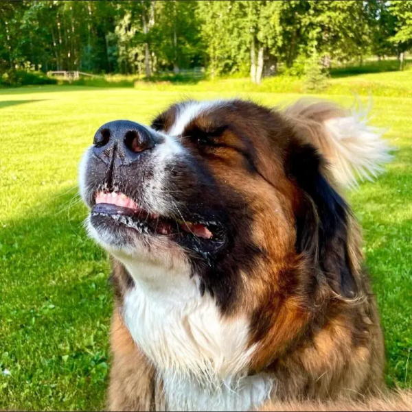 養犬科普｜狗狗為什麼會打噴嚏？