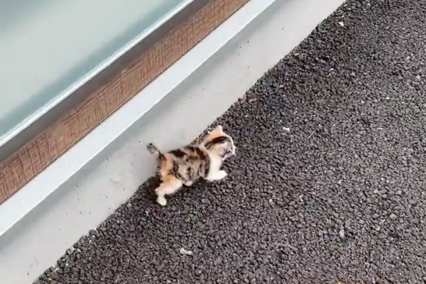 1只小奶貓跟在身後，男子猶豫後決定收養，幾天後覺得撿到寶了
