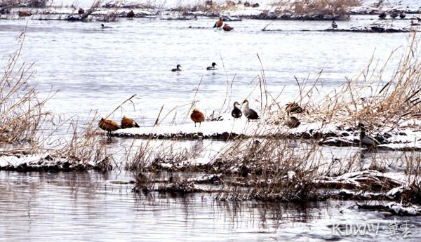 高畫質圖 &vert; 平山縣治河溼地：大雪後 群鳥歡