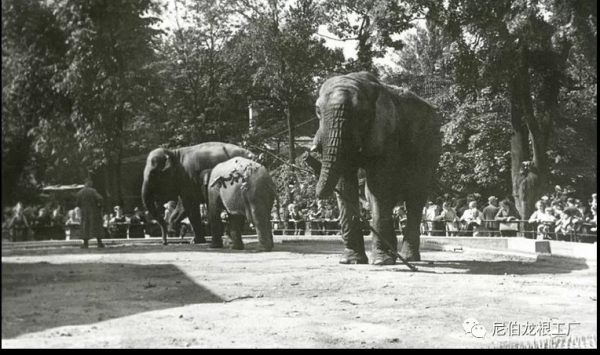 沒救了，燉了吧：二戰中的德國柏林動物園