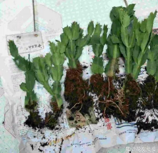 注意!花盆要是太深,養花要注意,很容易爛根 注意!花盆要是太深,養花要注意,很容易爛根