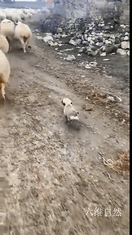 國外一隻牧羊犬幼崽剛滿月，就出來驅趕羊群，反被羊群當成小羊羔