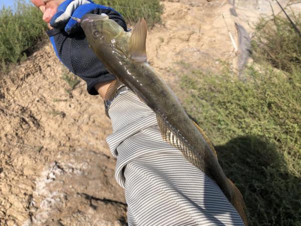 今年的楞巴魚咬口季，我還是溜達釣，這一箱子魚獲真過癮