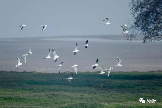 冬日暖陽 江豚活躍在大堤邊