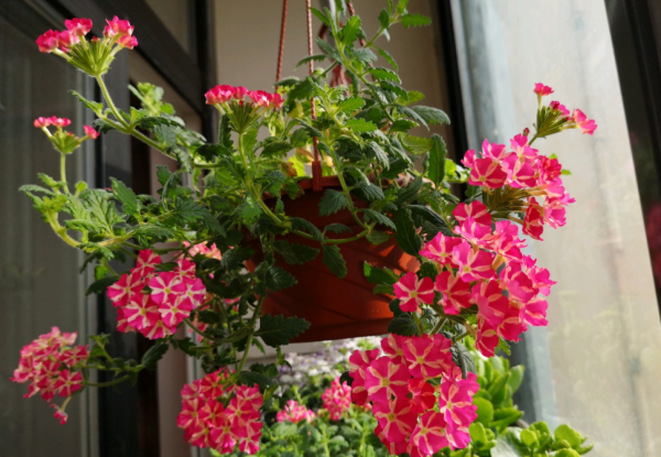 園藝小白入門,甭錯過這些施肥問題 園藝小白入門,甭錯過這些施肥問題