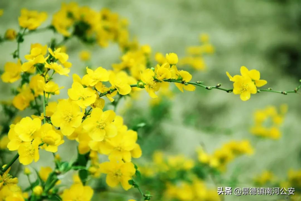 詩詞｜劉禹錫這首詩，短短4句，笑中帶淚，道盡一生委屈，令人唏噓！