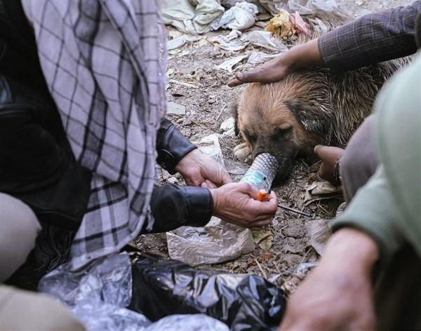 觸目驚心！靠狗的體溫取暖，阿富汗流浪漢不惜給狗吸毒，讓它們染上毒癮
