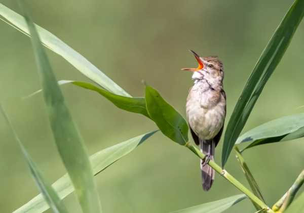 山西鳥類圖鑑 | 大葦鶯
