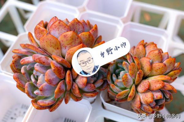 陽臺黨養肉方式淺談,想要多肉長得好,首先應該避開的幾個誤區 陽臺黨養肉方式淺談,想要多肉長得好,首先應該避開的幾個誤區