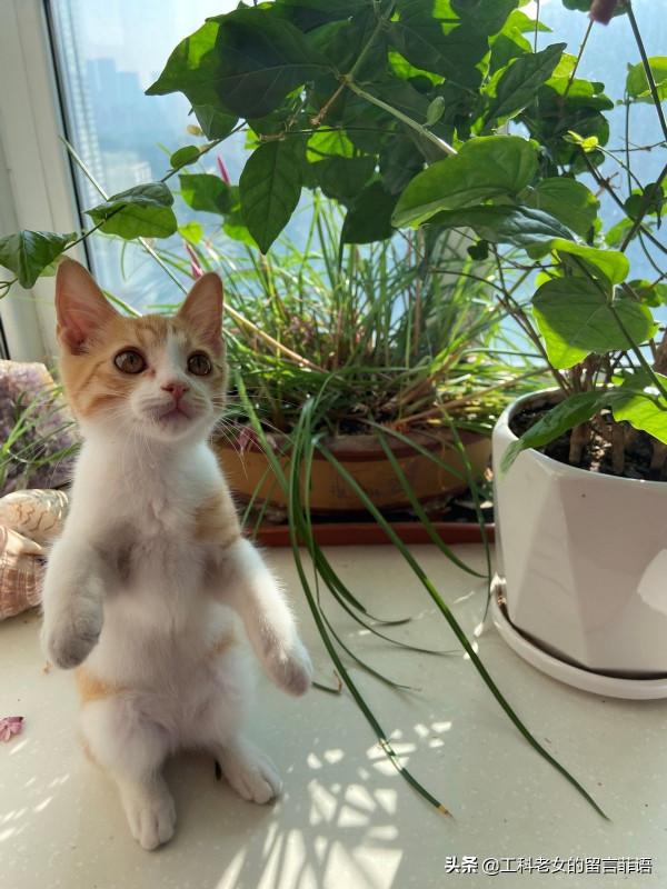 花盆裡長貓了 花盆裡長貓了