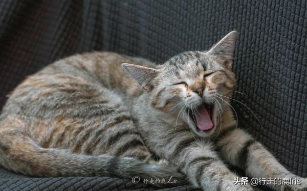 女生SOLO雨崩村：據說只有萬分之一的人見過這樣的雨崩