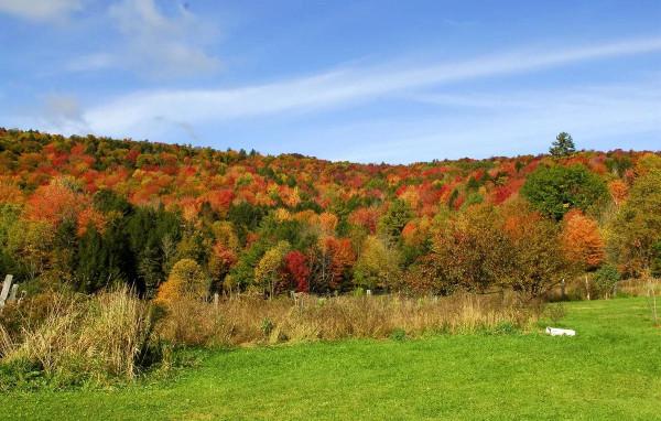 佛蒙特森林風光