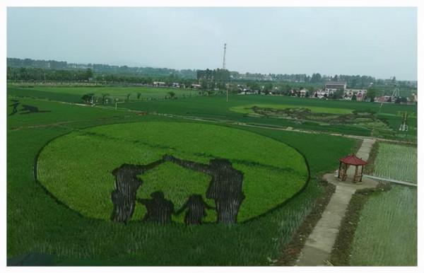 河南一低調縣城，規模不大稻田畫卻超美，門票免費名氣不大