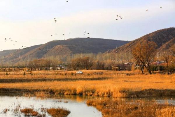 冬日店窪溼地生機勃勃